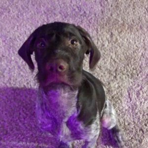 Meet your Posher, Roger